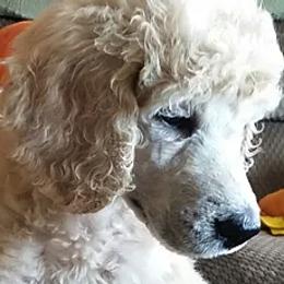 Poodles and Whoodles from Twin Pines