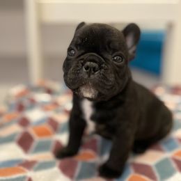 French Bulldog Puppies from Fur Royalty Frenchies