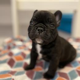 French Bulldog Puppies from Fur Royalty Frenchies