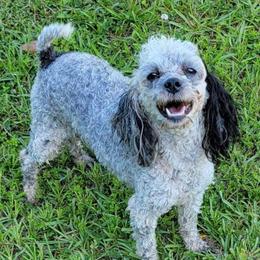 Morgan - Poodle