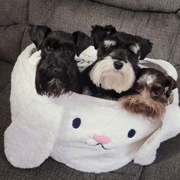 Miniature Schnauzers from Central Florida Schnauzers