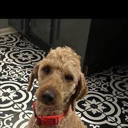 Prince - Goldendoodle