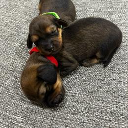 Boy 2 - Sable male Dachshund puppy in Miami, Florida from Marble Dachshunds
