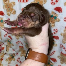 Snoopy - Chocolate male Great Dane puppy in Spartanburg, South Carolina from Pawlmetto Danes