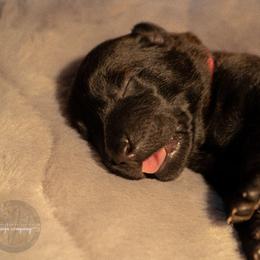 Danaerys - Fawn female Belgian Malinois puppy in Baltimore, Maryland from Abenteurer German Shepherds & Belgian Malinois