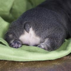 French Bulldog Puppies from GBPGENETICS