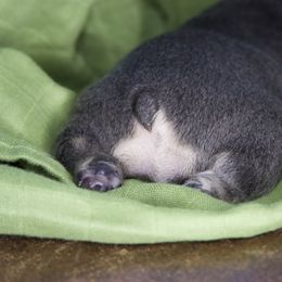 French Bulldog Puppies from GBPGENETICS