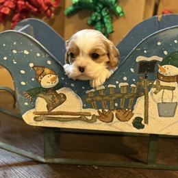 Francesca - Blenheim female Cavalier King Charles Spaniel puppy in Lula, Georgia from Cavaliers by Crumley