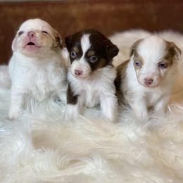 Toy Australian Shepherd Puppies from Roses Halfpint Ranch