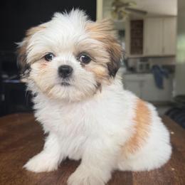 Bud - Liver and white male Shih Tzu puppy in Stroudsburg, Pennsylvania from Puppyville Pa Shih Tzu & frenchies