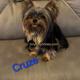Cruze
