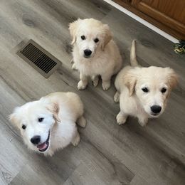 Golden Retriever Puppies from Mia Ragazza Golden Retrievers