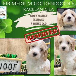 Gray Girl: Apricot and White Parti - Apricot Goldendoodle puppy in Raceland, Louisiana from Cajun Doodles