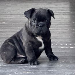 French Bulldog Puppies from Clay Acres Frenchies