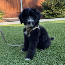 Charles - Black and white male Bernedoodle puppy in Yuba City, California from Ranch House Doodles
