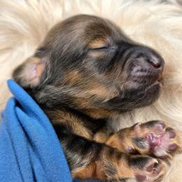 Puppy 2 - Cream male Dachshund puppy in Zebulon, North Carolina from Salt of the Earth Dachshunds