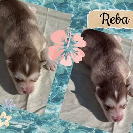 Reba McEntire - Red and white female Pomsky puppy in Venus, Pennsylvania from Hemlock Pines Pomsky