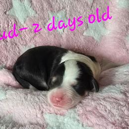 Cloud - Brown merle female Aussiedoodle puppy in Redding, California from House Merrills Minis and Doodles