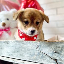 Pembroke Welsh Corgi Puppies from Harris Farms