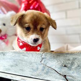 Pembroke Welsh Corgi Puppies from Harris Farms