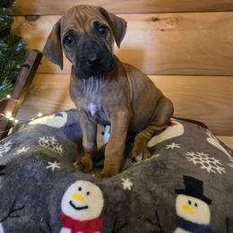 Blair - Rd whtn blk nose female Rhodesian Ridgeback puppy in Gaffney, South Carolina from Circle D Farms