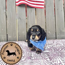 Dachshund Puppies from Premier League Paws