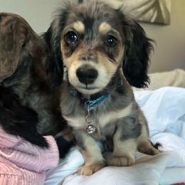 Biscuit - Dapple male Dachshund puppy in Proctor, Montana from Blue Star Dachshunds