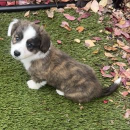 Girl 1 - Brindle and white female Cardigan Welsh Corgi puppy in Springfield, Illinois from Improv Show Dogs