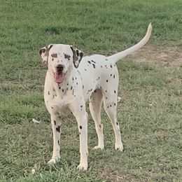 Estella - Dalmatian
