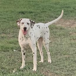 Estella - Dalmatian