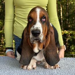 Alvis - Black brown and white male Basset Hound puppy in Red Bay, Alabama from Maple Street Bassets