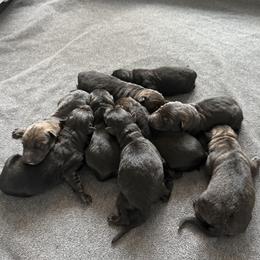 German Shepherd puppies from Masky Kennel