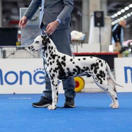 Rude - Dalmatian