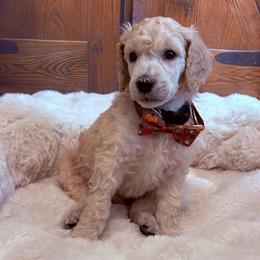 Gregory - Cream male Poodle puppy in Fountain, Florida from Silva Royale Standard Poodles