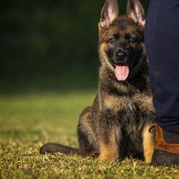 German Shepherd Puppies from Sommerfeld German Shepherds