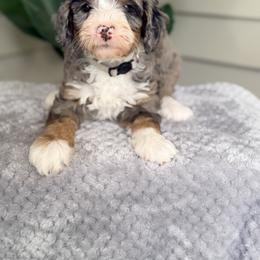 Gray - Blue merle male Bernedoodle puppy in Charleston, South Carolina from Palm Belle Doodles