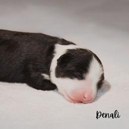Miniature Australian Shepherd Puppies from Bellewynd Acres
