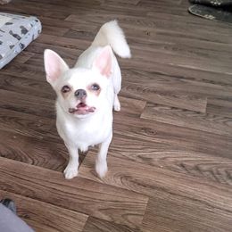 Chihuahua All Grown Up from Emadens