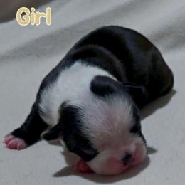Tan - Black and white female Boston Terrier puppy in Clinton Township, Michigan from Greenberg's Boston Terriers & Bullies of Metro Detroit
