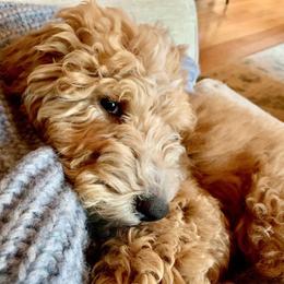 Goldendoodle Puppies from Lundee Doodles