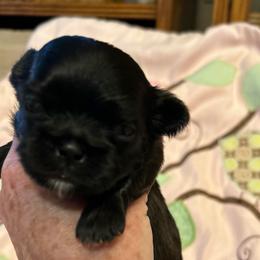King - Brindle male Shih Tzu puppy in Victorville, California from RUMBLE n TUMBLE