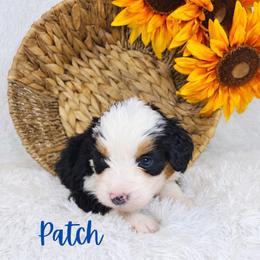 Patch - Tri-color male Bernedoodle puppy in Saratoga Springs, Utah from O’Hearon’s Amazing Puppies