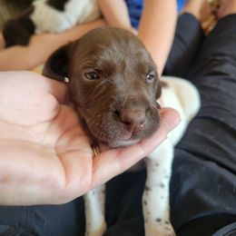 Girl 4 - Liver and white female German Shorthaired Pointer puppy in North Liberty, Iowa from Luna's GSP