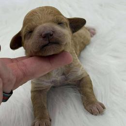 Tempest - Apricot female Poodle puppy in Wheatland, California from Sapphire Ridge Poodles