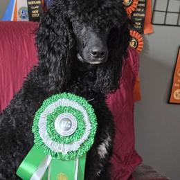 Mira - Poodle