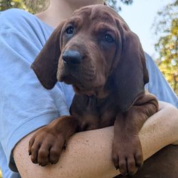 Apple  (red collar) - Redbone Coonhound puppy from Cedar Forest Redbones