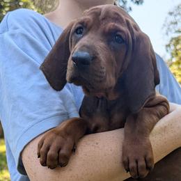 Apple  (red collar) - Redbone Coonhound puppy from Cedar Forest Redbones
