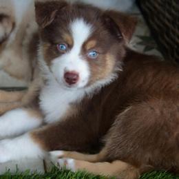 Brownie - Red tri male Miniature Australian Shepherd puppy in Liberty Hill, Texas from Stone & Sage ATX Toy & Mini Aussies
