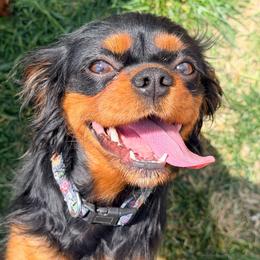 Maggie - Cavalier King Charles Spaniel