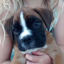 Boxer Puppies from Vintage Boxers